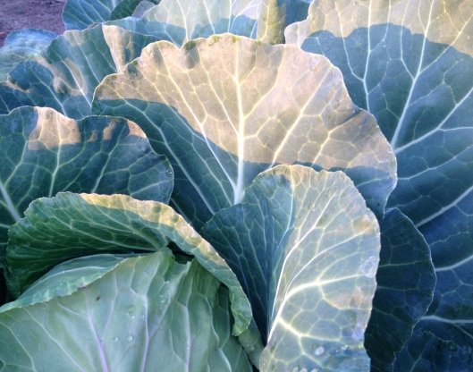 Cabbage in the Sun